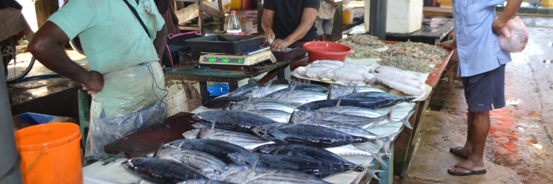 fish market Negombo
